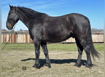 American Quarter Horse, Wałach, 6 lat, 163 cm, Kara