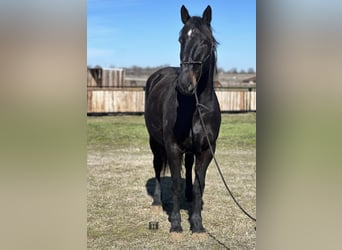 American Quarter Horse, Wałach, 6 lat, 163 cm, Kara