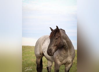 American Quarter Horse Mix, Wałach, 6 lat, 163 cm, Karodereszowata