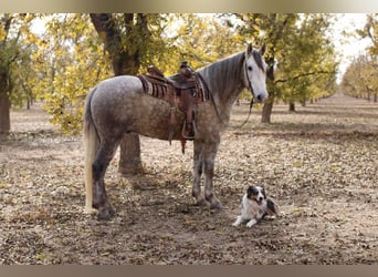 American Quarter Horse, Wałach, 6 lat, 163 cm, Siwa