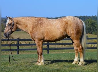 American Quarter Horse Mix, Wałach, 6 lat, 165 cm, Izabelowata