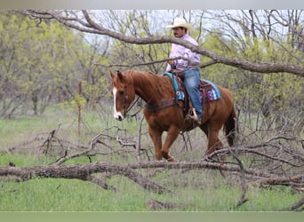 American Quarter Horse, Wałach, 6 lat, 168 cm, Cisawa