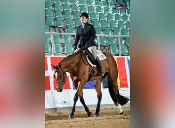 American Quarter Horse, Wałach, 6 lat, 170 cm, Gniada