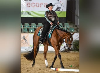 American Quarter Horse, Wałach, 6 lat, 170 cm, Gniada