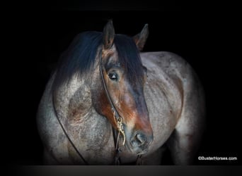 American Quarter Horse, Wałach, 6 lat, 170 cm, Gniadodereszowata