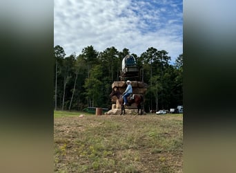 American Quarter Horse, Wałach, 6 lat, Gniada