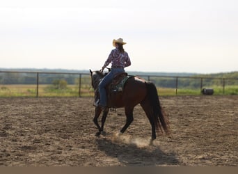 American Quarter Horse, Wałach, 6 lat, Gniada