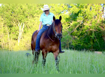 American Quarter Horse, Wałach, 6 lat, Gniada