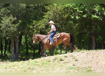 American Quarter Horse, Wałach, 6 lat, Gniada