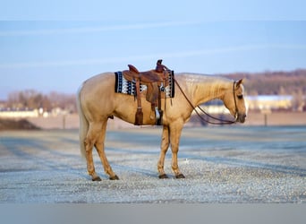 American Quarter Horse, Wałach, 6 lat, Izabelowata