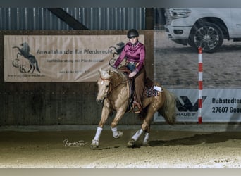 American Quarter Horse, Wałach, 6 lat, Izabelowata