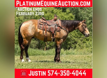 American Quarter Horse, Wałach, 6 lat, Jelenia