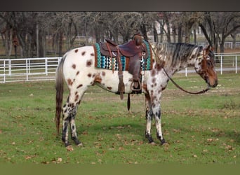 American Quarter Horse, Wałach, 6 lat, Kasztanowata