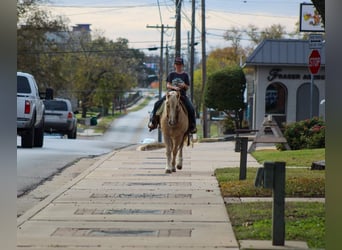 American Quarter Horse, Wałach, 7 lat, 127 cm, Izabelowata