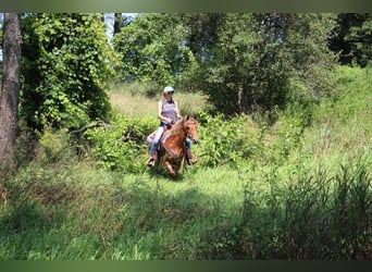 American Quarter Horse, Wałach, 7 lat, 137 cm, Gniada