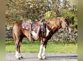 American Quarter Horse, Wałach, 7 lat, 140 cm, Tobiano wszelkich maści