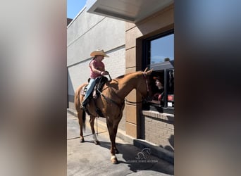 American Quarter Horse, Wałach, 7 lat, 142 cm, Bułana