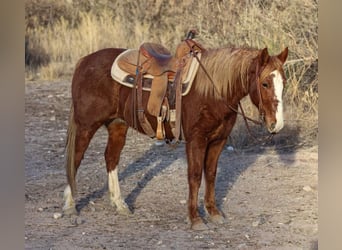 American Quarter Horse, Wałach, 7 lat, 142 cm, Ciemnokasztanowata