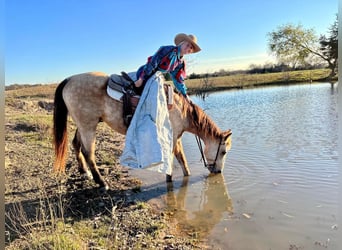 American Quarter Horse, Wałach, 7 lat, 142 cm, Jelenia