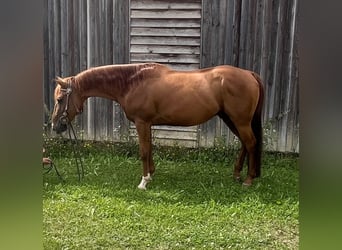 American Quarter Horse, Wałach, 7 lat, 143 cm, Kasztanowata