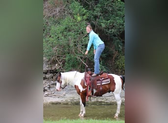 American Quarter Horse, Wałach, 7 lat, 145 cm, Tobiano wszelkich maści