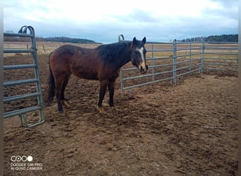 American Quarter Horse, Wałach, 7 lat, 146 cm, Gniada