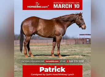 American Quarter Horse Mix, Wałach, 7 lat, 147 cm, Cisawa