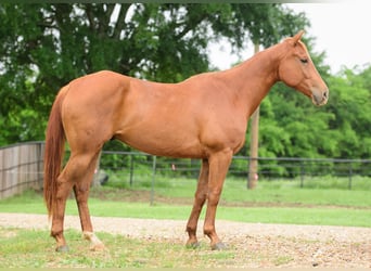 American Quarter Horse, Wałach, 7 lat, 147 cm, Cisawa