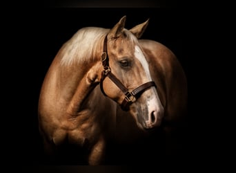 American Quarter Horse, Wałach, 7 lat, 147 cm, Izabelowata