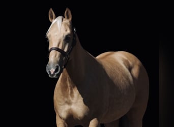 American Quarter Horse, Wałach, 7 lat, 147 cm, Izabelowata