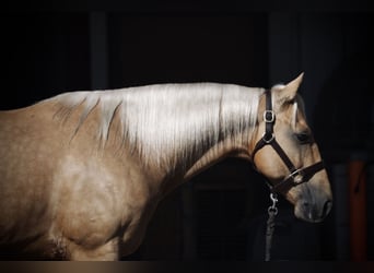 American Quarter Horse, Wałach, 7 lat, 147 cm, Izabelowata