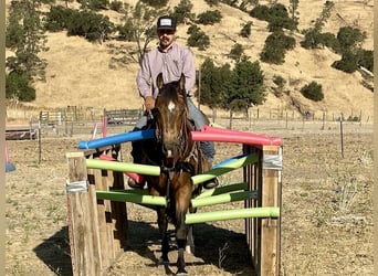 American Quarter Horse, Wałach, 7 lat, 147 cm, Jelenia