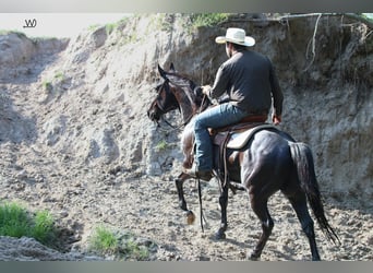 American Quarter Horse, Wałach, 7 lat, 147 cm, Kara