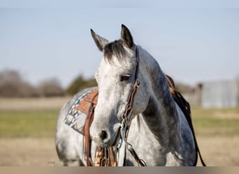 American Quarter Horse, Wałach, 7 lat, 147 cm, Siwa jabłkowita