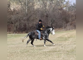 American Quarter Horse, Wałach, 7 lat, 147 cm, Siwa jabłkowita