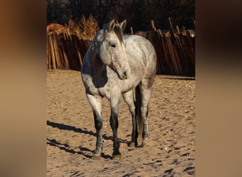 American Quarter Horse, Wałach, 7 lat, 147 cm, Siwa