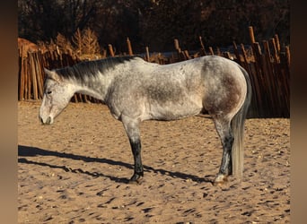 American Quarter Horse, Wałach, 7 lat, 147 cm, Siwa