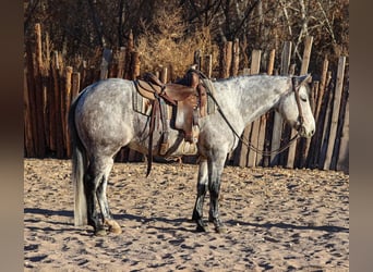 American Quarter Horse, Wałach, 7 lat, 147 cm, Siwa