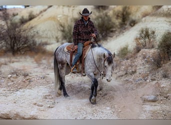 American Quarter Horse, Wałach, 7 lat, 147 cm, Siwa