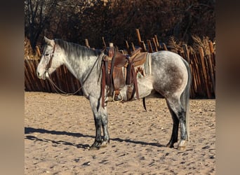 American Quarter Horse, Wałach, 7 lat, 147 cm, Siwa