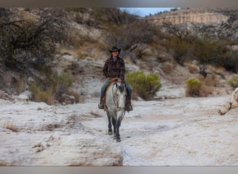 American Quarter Horse, Wałach, 7 lat, 147 cm, Siwa