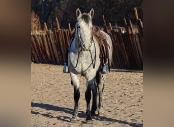 American Quarter Horse, Wałach, 7 lat, 147 cm, Siwa