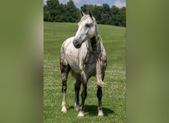 American Quarter Horse, Wałach, 7 lat, 147 cm, Siwa