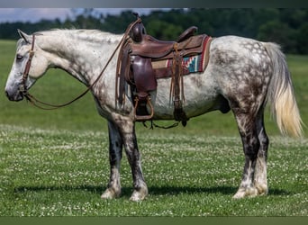 American Quarter Horse, Wałach, 7 lat, 147 cm, Siwa