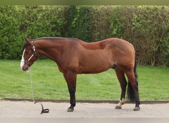 American Quarter Horse, Wałach, 7 lat, 148 cm, Gniada