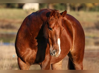 American Quarter Horse, Wałach, 7 lat, 150 cm, Ciemnokasztanowata