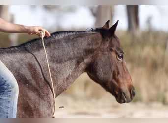 American Quarter Horse, Wałach, 7 lat, 150 cm, Gniadodereszowata