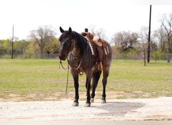 American Quarter Horse, Wałach, 7 lat, 150 cm, Gniadodereszowata