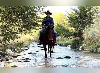 American Quarter Horse, Wałach, 7 lat, 150 cm, Gniadodereszowata