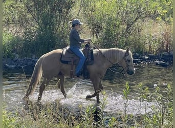 American Quarter Horse, Wałach, 7 lat, 150 cm, Izabelowata